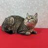 慣れているから飼いやすい！初心者に最適❤枝豆 サムネイル2