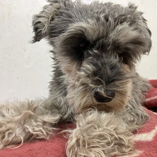 ミニチュアシュナウザーの男の子！