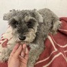 ミニチュアシュナウザーの男の子！ サムネイル2