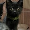 1/7生まれの黒にゃんこ　ふづき♀ サムネイル2
