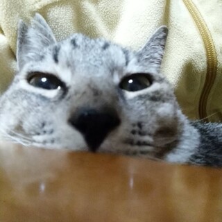 穏やかで控えめな性格、なでなで大好き爪切りOK