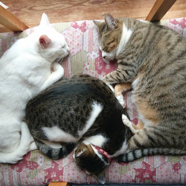 飼い主が病気の猫ちゃんのカバー写真