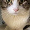 奈良県多頭飼育崩壊で保護⭐︎おじゃみちゃん サムネイル3