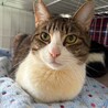 奈良県多頭飼育崩壊で保護⭐︎おじゃみちゃん サムネイル4