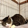 奈良県多頭飼育崩壊で保護⭐︎おじゃみちゃん サムネイル5