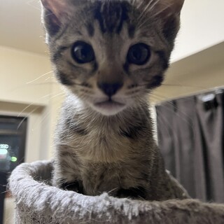 ベンガル、トンキニーズミックス子猫