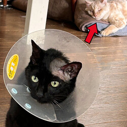 「肥満細胞種」サムネイル2