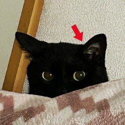 「肥満細胞種」サムネイル3