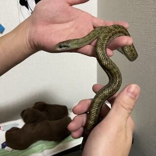 アオダイショウ