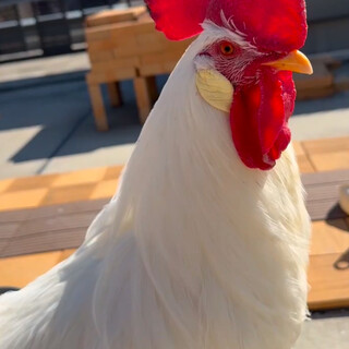 鶏（レグホン♂）の引き取り