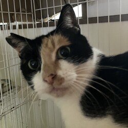 猫の譲渡会　in　名古屋市昭和生涯学習センター サムネイル2