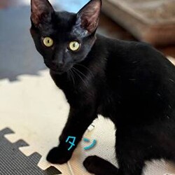 猫の譲渡会　in　名古屋市昭和生涯学習センター サムネイル3