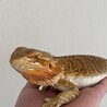 フトアゴヒゲトカゲ 8ヶ月  イエロー サムネイル2