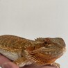 フトアゴヒゲトカゲ 8ヶ月  イエロー サムネイル3
