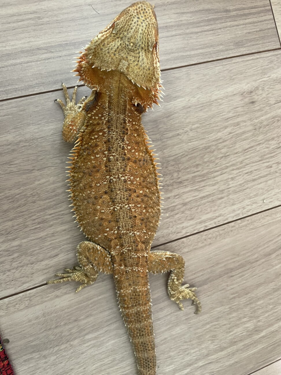 フトアゴヒゲトカゲ 8ヶ」愛知県 - 爬虫類・他の里親募集(512641) 4