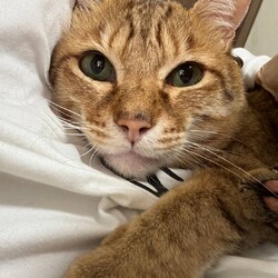 猫の譲渡会　in　名古屋市昭和生涯学習センター サムネイル2