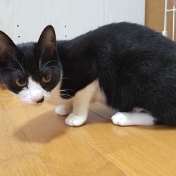 猫の譲渡会　in　名古屋市昭和生涯学習センター サムネイル3