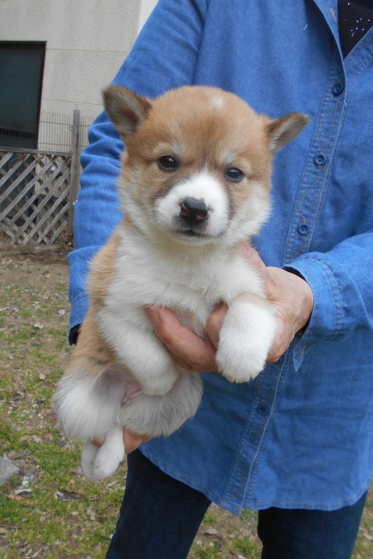 甘えん坊のナナちゃん」広島県 - 犬の里親募集(512647) :: ペットの