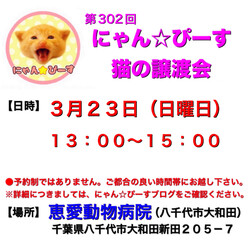 にゃん☆ぴーす猫の譲渡会【八千代/恵愛動物病院】