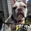4歳フレンチブルドッグ里親募集