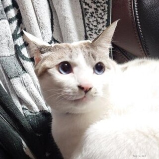 甘えん坊のレオちゃん