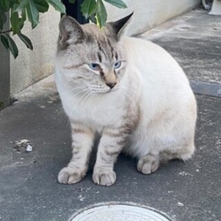 おしゃべりシャムMIXの男の子