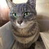 グレーの毛並みとマスカット色の瞳の美猫♀1歳半 サムネイル2