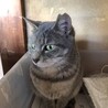 グレーの毛並みとマスカット色の瞳の美猫♀1歳半 サムネイル3