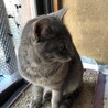 グレーの毛並みとマスカット色の瞳の美猫♀1歳半 サムネイル4