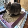 グレーの毛並みとマスカット色の瞳の美猫♀1歳半 サムネイル5