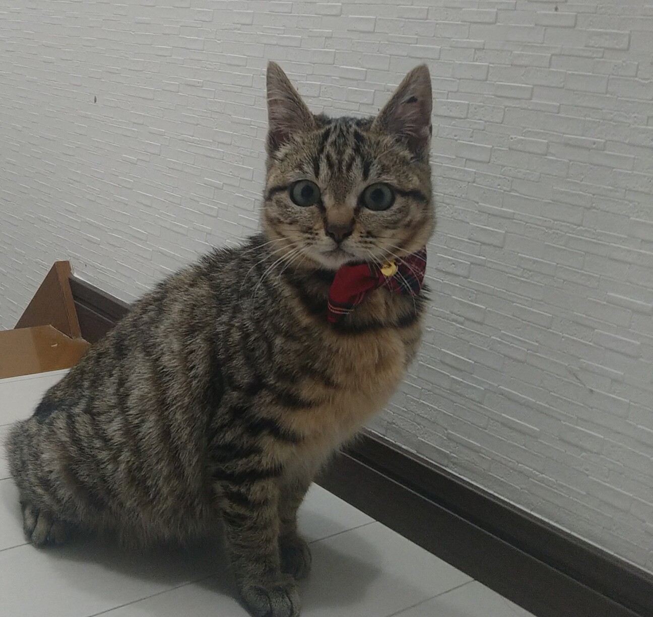 ♡♡キジトラの子猫ちゃん」大阪府 - 猫の里親募集(512672