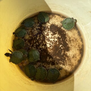 ミドリガメの赤ちゃんの里親募集してます