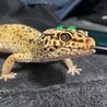 ヒョウモントカゲモドキ