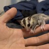 フクロモモンガ
