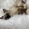 猫風邪と外耳炎治療中！落ち着いたらサロンに行こうね(*^^*)