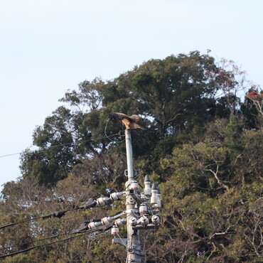 保護から半年、やっと野生復帰。断翼せず根気良く治療してよかった