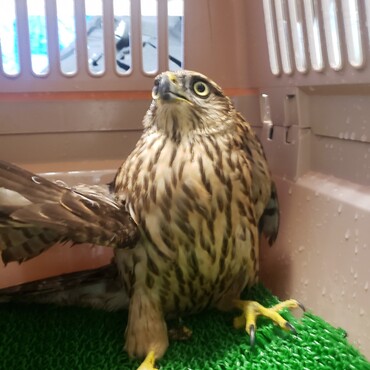 保護直後。衝突事故から3日後にしては元気だが片翼が下がっている･･･まさか