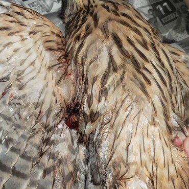 グロ注意！予想通り開放骨折・・・しかも日も経っている