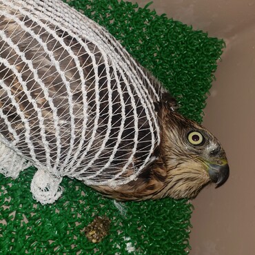 何とか断翼は回避し手術終了。此処から長いリハビリが始まった