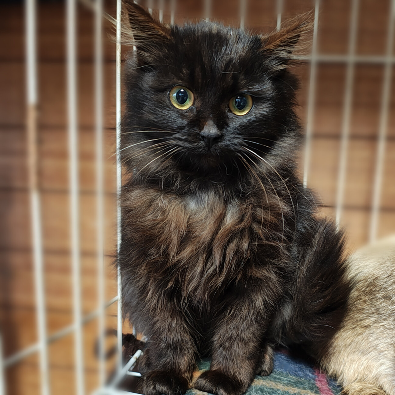 猫　毛づくろい 毛づくろいしてもらった猫ちゃんが衝撃の仕上がりに！ 毛並みの