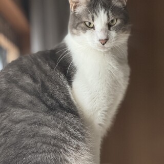 おもちゃでよく遊ぶ　コバオ君(3兄妹)