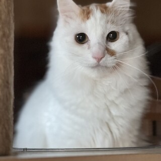 ビビリの長毛白にちょっと茶のジェリーくん