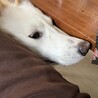 なんですかその美味しそうな香りは！！