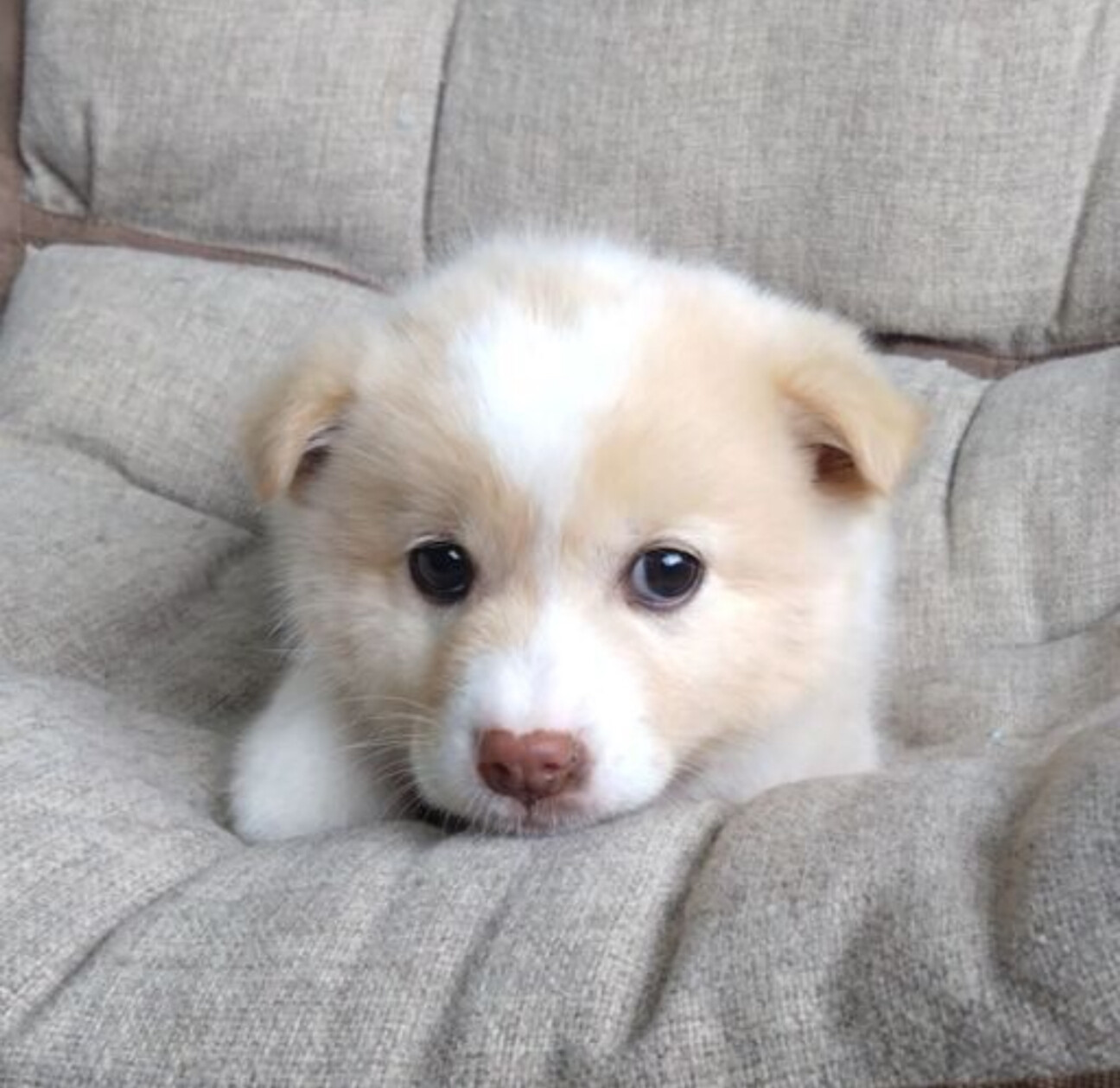 生後2ヶ月「コロネちゃん」」広島県 - 犬の里親募集(512693) :: ペット