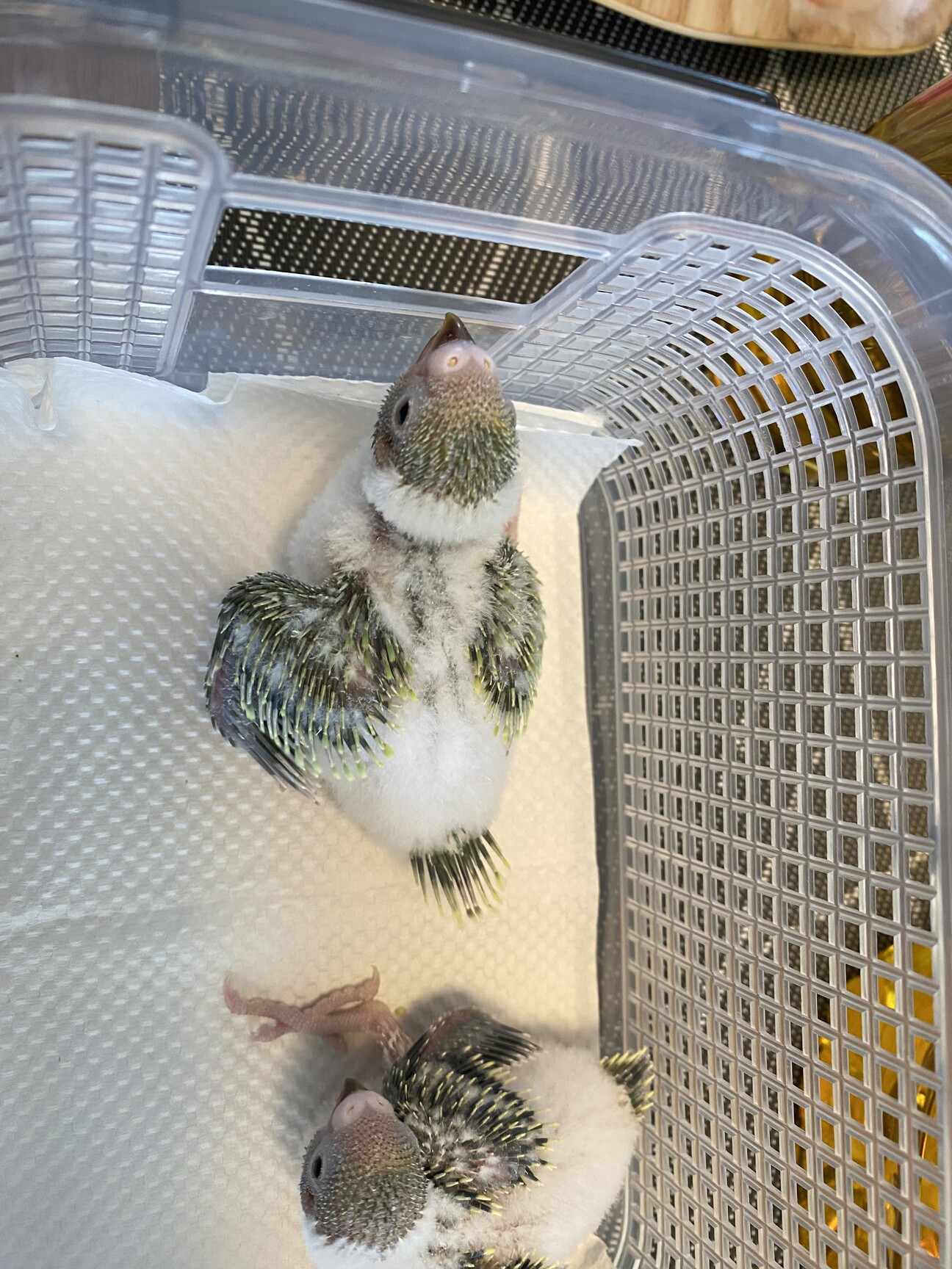 セキセイインコ雛」長野県 - 鳥の里親募集(512704) :: ペットのおうち