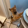 好奇心旺盛で人も犬も大好きないつき君 サムネイル6