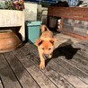 好奇心旺盛で人も犬も大好きないつき君 サムネイル7