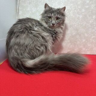 ふわふわ系グレー3兄妹！ぬいぐるみの様な❤ジーナ