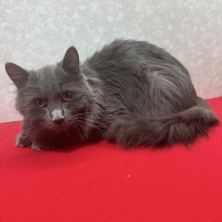 ふわふわ系グレー3兄妹！おっとりしている❤バロン