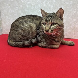 撫でれば分かる！ゴロゴロ系甘甘猫♥紋次郎